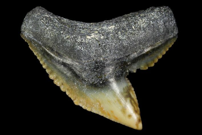 Fossil Tiger Shark Tooth - Bone Valley, Florida #113871